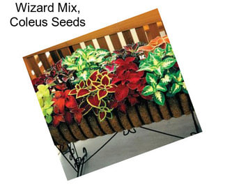 Wizard Mix, Coleus Seeds