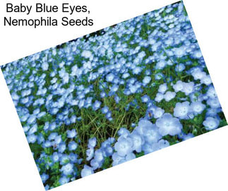 Baby Blue Eyes, Nemophila Seeds