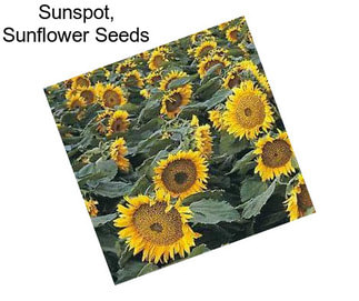 Sunspot, Sunflower Seeds