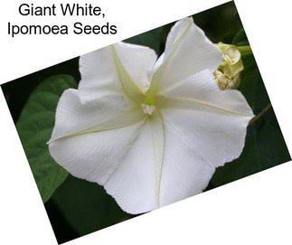 Giant White, Ipomoea Seeds