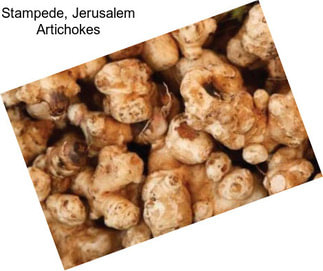 Stampede, Jerusalem Artichokes