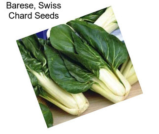 Barese, Swiss Chard Seeds