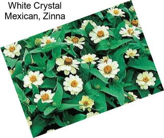 White Crystal Mexican, Zinna