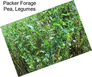 Packer Forage Pea, Legumes