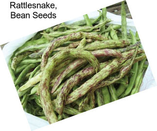 Rattlesnake, Bean Seeds