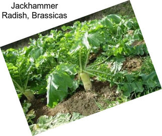 Jackhammer Radish, Brassicas