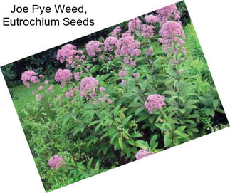 Joe Pye Weed, Eutrochium Seeds