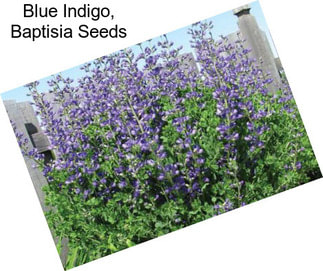 Blue Indigo, Baptisia Seeds