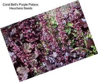 Coral Bell\'s Purple Palace, Heuchera Seeds