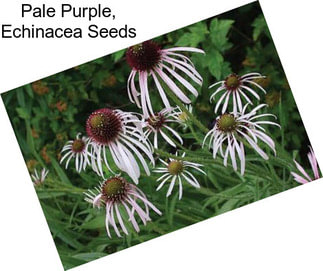 Pale Purple, Echinacea Seeds