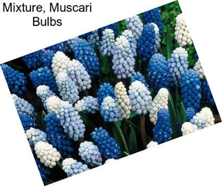 Mixture, Muscari Bulbs