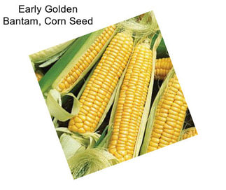 Early Golden Bantam, Corn Seed
