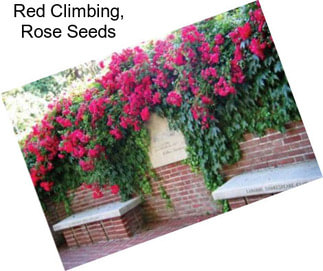 Red Climbing, Rose Seeds