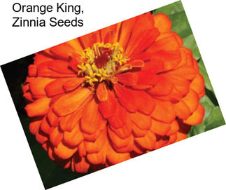 Orange King, Zinnia Seeds
