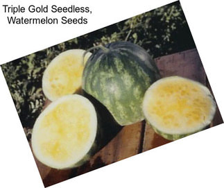 Triple Gold Seedless, Watermelon Seeds