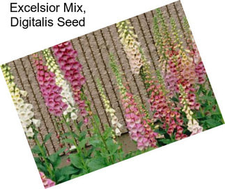 Excelsior Mix, Digitalis Seed