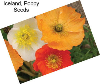 Iceland, Poppy Seeds