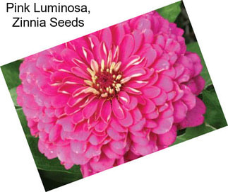 Pink Luminosa, Zinnia Seeds