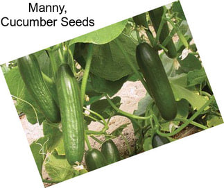 Manny, Cucumber Seeds