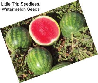 Little Trip Seedless, Watermelon Seeds