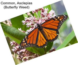 Common, Asclepias (Butterfly Weed)