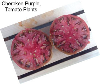 Cherokee Purple, Tomato Plants