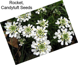 Rocket, Candytuft Seeds