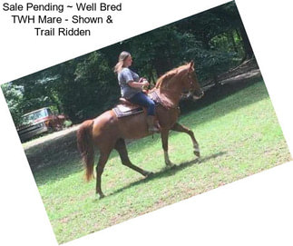 Sale Pending ~ Well Bred TWH Mare - Shown & Trail Ridden