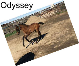 Odyssey