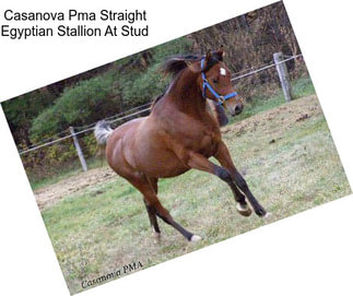 Casanova Pma Straight Egyptian Stallion At Stud