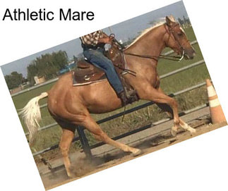 Athletic Mare