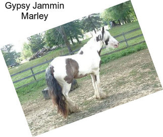Gypsy Jammin Marley