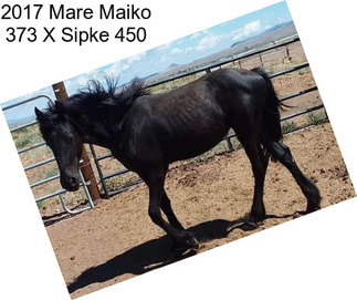 2017 Mare Maiko 373 X Sipke 450