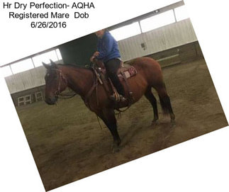 Hr Dry Perfection- AQHA Registered Mare  Dob 6/26/2016
