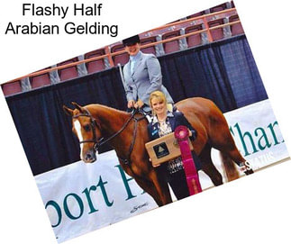 Flashy Half Arabian Gelding