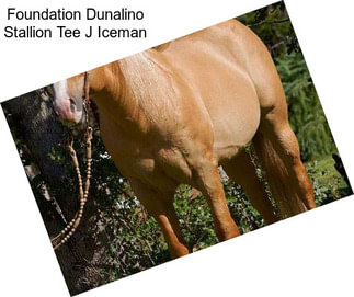 Foundation Dunalino Stallion Tee J Iceman