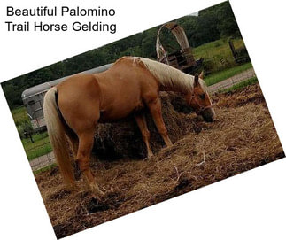 Beautiful Palomino Trail Horse Gelding
