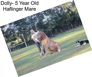 Dolly- 5 Year Old Haflinger Mare