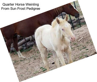 Quarter Horse Weinling From Sun Frost Pedigree