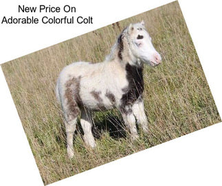 New Price On Adorable Colorful Colt