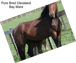 Pure Bred Cleveland Bay Mare