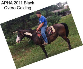 APHA 2011 Black Overo Gelding