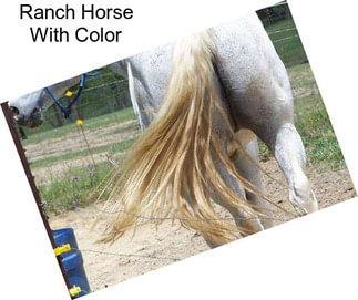 Ranch Horse With Color