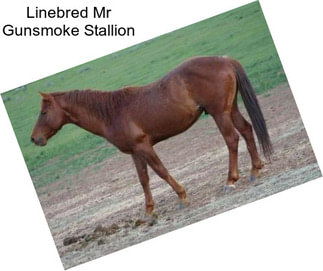 Linebred Mr Gunsmoke Stallion