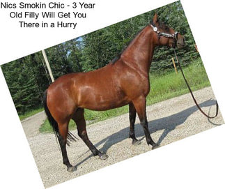 Nics Smokin Chic - 3 Year Old Filly Will Get You There in a Hurry