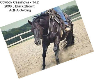 Cowboy Cassinova - 14.2, 2009\' , Black(Brown) AQHA Gelding