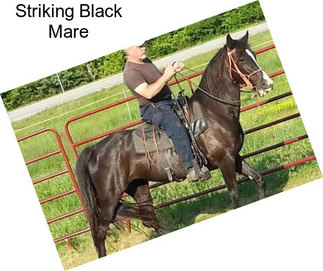 Striking Black Mare