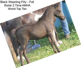 Black Weanling Filly - Full Sister 2 Time AMHA World Top Ten