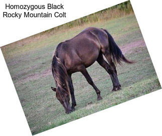 Homozygous Black Rocky Mountain Colt