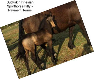 Buckskin Friesian Sporthorse Filly - Payment Terms
